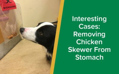 parkside-vets-interesting-cases-removing-chicken-skewer-from-stomach-of-dog-wp