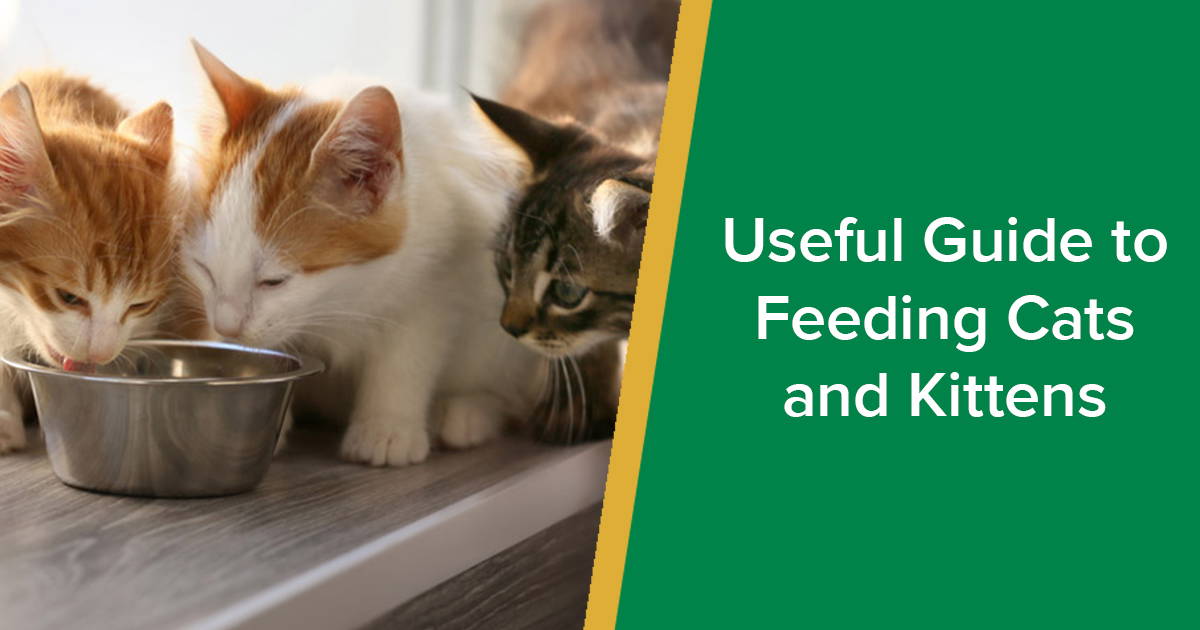 Useful Guide to Feeding Cats and Kittens Parkside Vets