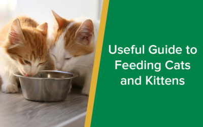 parkside-vets-useful-guide-to-feeding-cats-and-kittens-wp