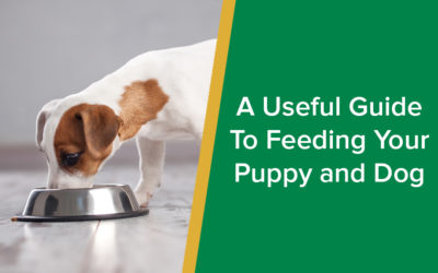 A Useful Guide To Feeding Your Puppy and Dog