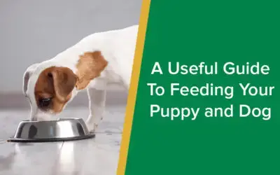 parkside-vets-useful-guide-to-feeding-your-puppy-and-dog-wp
