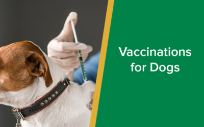 parkside-vets-vaccinations-for-dogs-wp