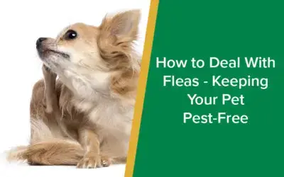 parkside-vets-how-to-deal-with-fleas-keeping-your-pet-pest-free-wp