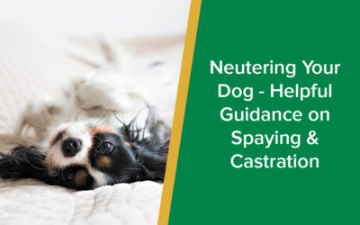parkside-vets-neutering-your-dog-spaying-castration-wp