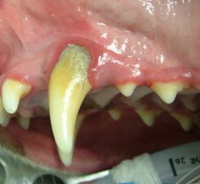 Pet Dental Care - Gum Recession