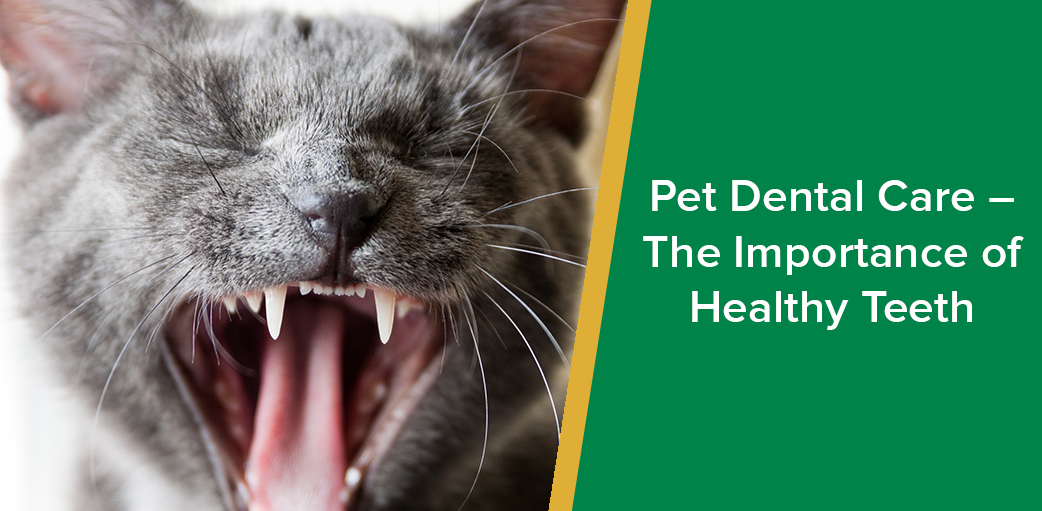 Pet Dental Care – The Importance of Healthy Teeth - Parkside Vets