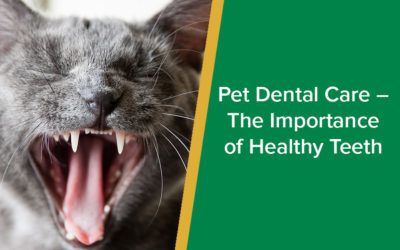 parkside-vets-pet-dental-care-the-importance-of-healthy-teeth-wp