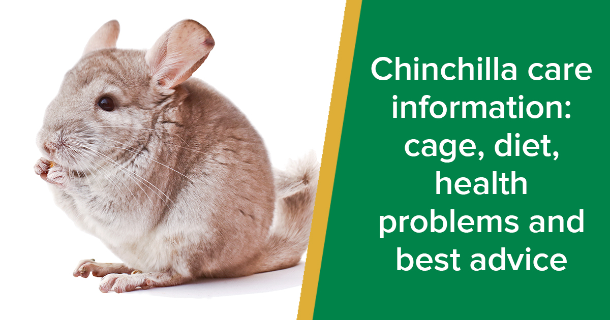 chinchilla care