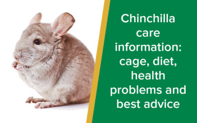 Chinchilla Care: Cage, Diet, Health Problems and Best Advice