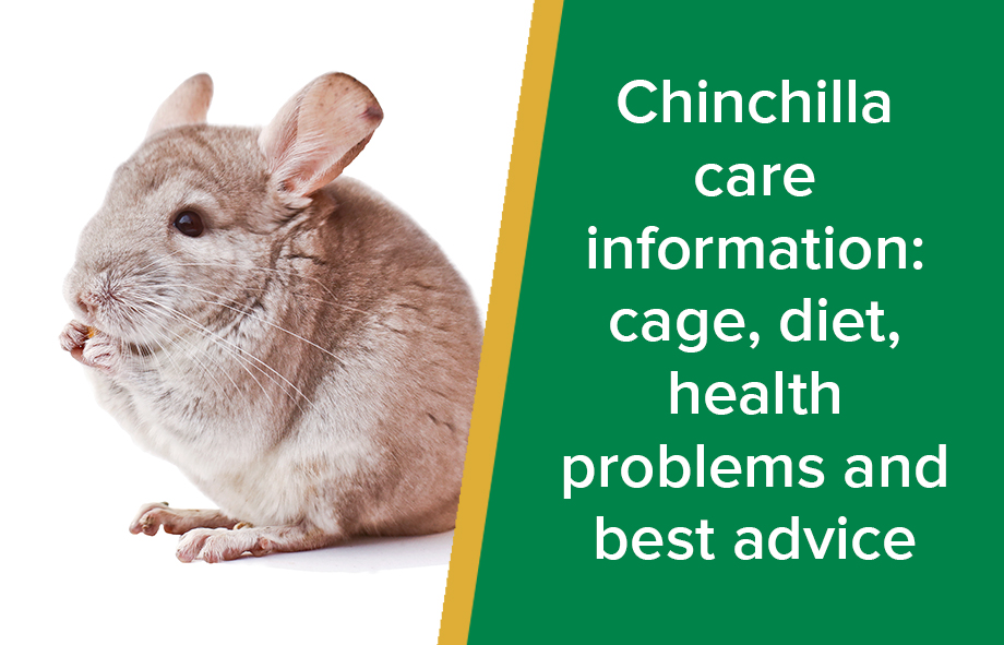 do chinchillas have health problems