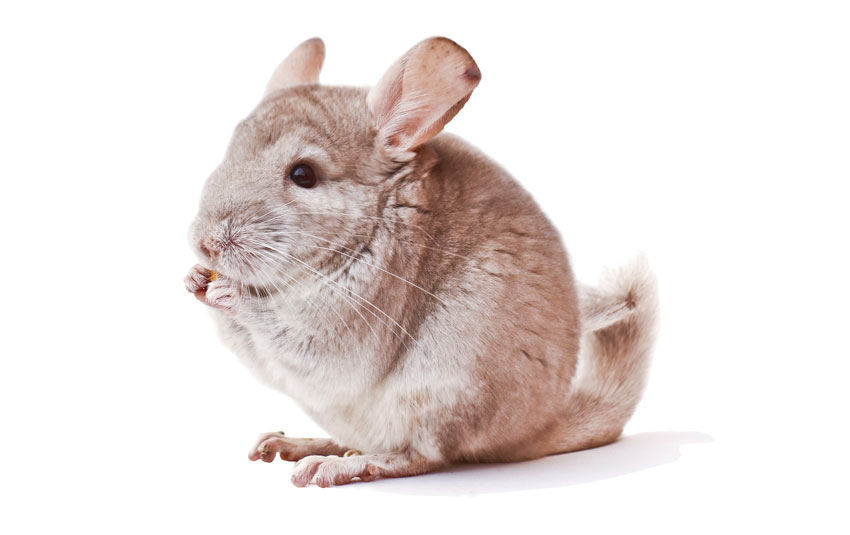 do chinchillas lose their hair when scared