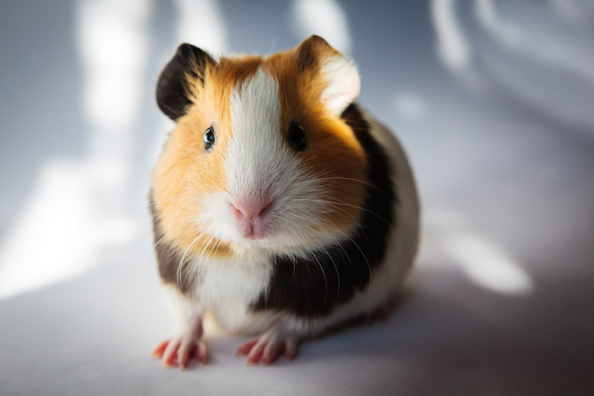 guinea pigs and dogs