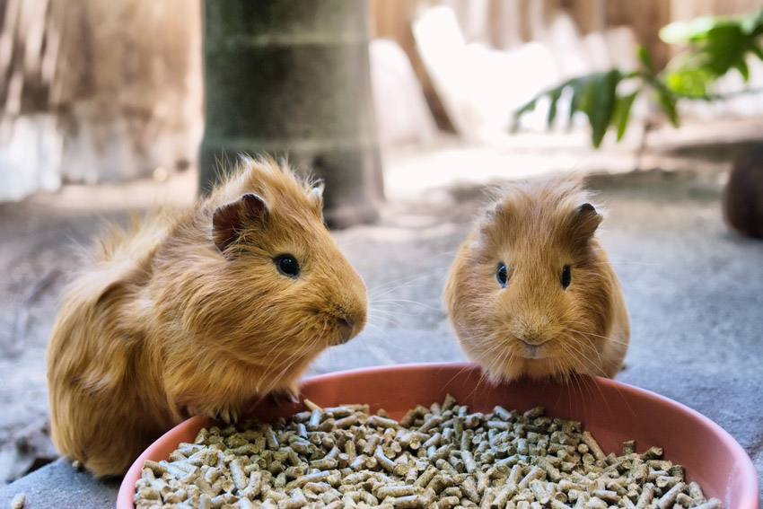 Guinea pigs diet - Parkside Vets