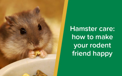 Hamster Care: How to Make Your Rodent Friend Happy