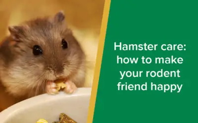 parkside-vets-hamster-care-wp
