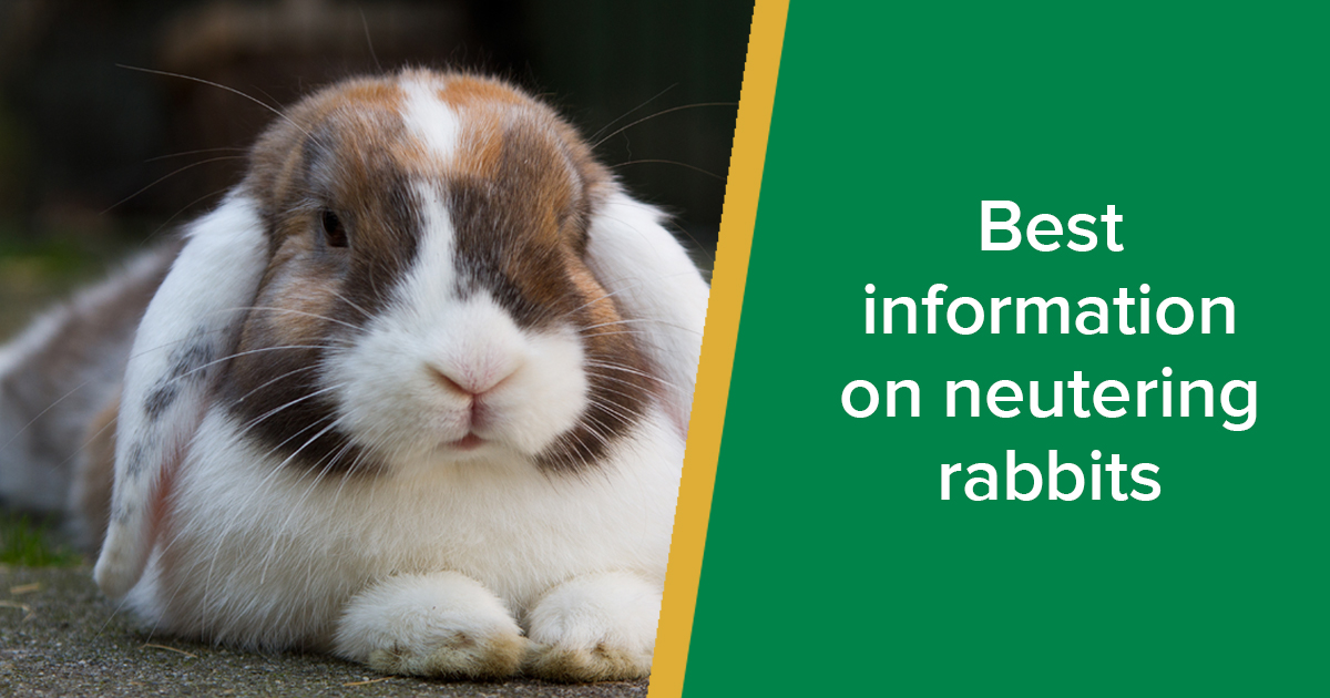 Neutering Rabbits Advantages Parkside Vets Pets