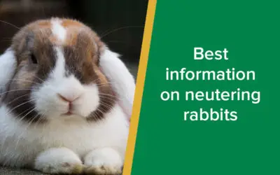 parkside-vets-neutering-rabbits-wp
