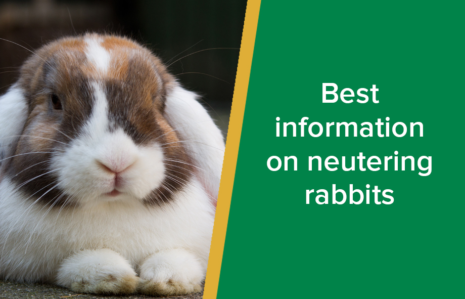 vets near me that neuter rabbits