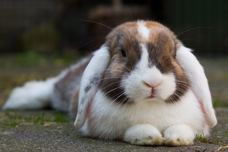 Information on neutering rabbits - Parkside Vets