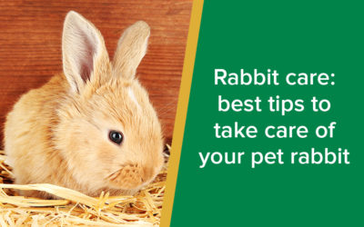 Rabbit care: best tips to take care of your pet rabbit