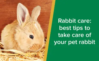parkside-vets-rabbit-care-wp