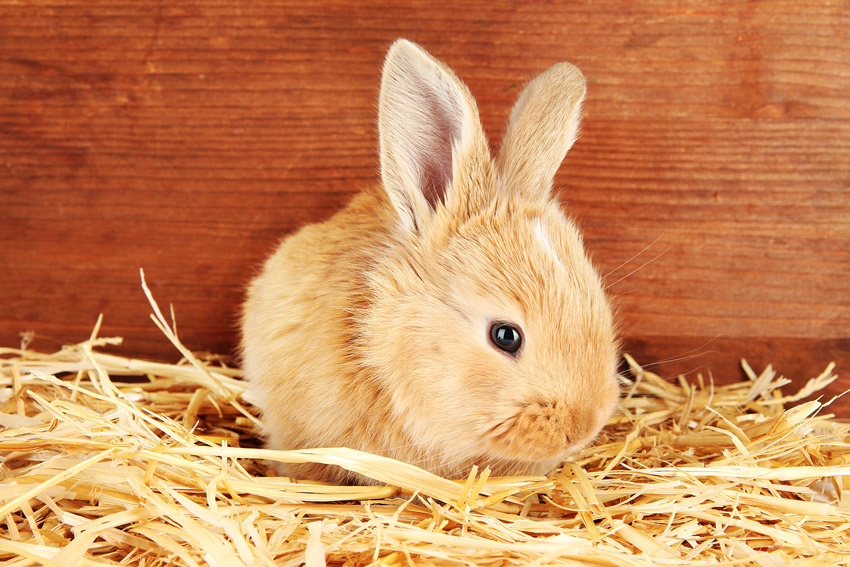 Pet sales rabbit needs
