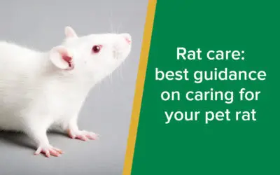 parkside-vets-rat-care-wp