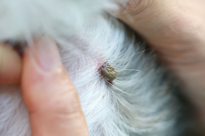 26 Top Images Cat Skin Tag Or Tick - Is it a tick? How to tell if it's a tick on your dog or ...