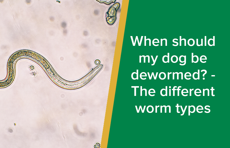 when should you deworm your dog