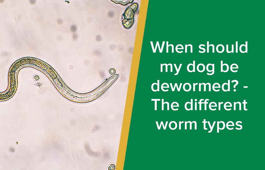 should you worm your dog regularly