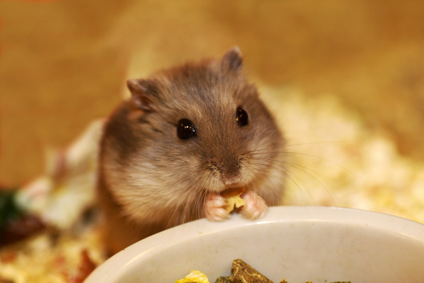 How to Care for a Pet Chinese Hamster