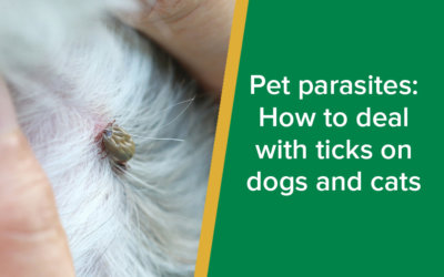 Ticks on Dogs and Cats - Parkside Vets - wp