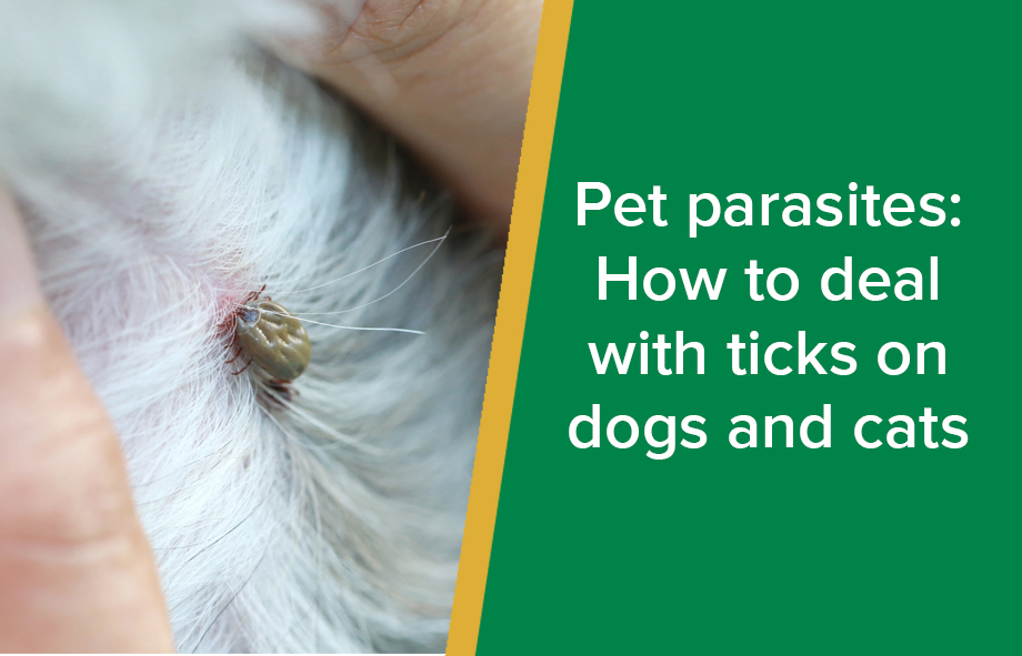 Pet parasites: How to deal with ticks on dogs and cats