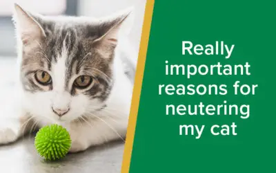 Neutering my cat - Parkside-Vets