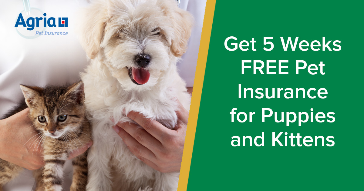 How To Get Pet Insurance / Get a Quote Pet insurance