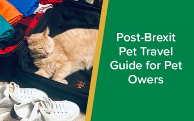 Post-Brexit Pet Travel Guide for Owners