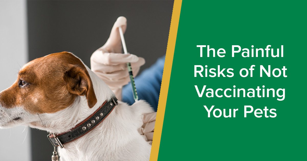 what happens if dog is not vaccinated