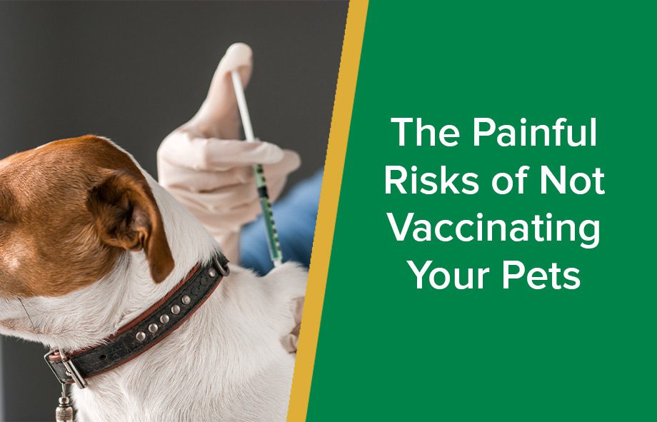 is it bad to not vaccinate your dog