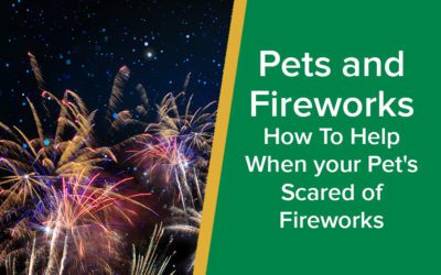 parkside-vets-pets-and-fireworks-advice-when-your-pet-is-scared-of-fireworks-wp