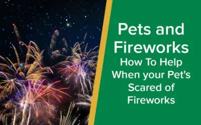 parkside-vets-pets-and-fireworks-advice-when-your-pet-is-scared-of-fireworks-wp