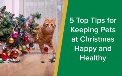 5-Top-Tips-for-Keeping-Pets-Happy-and-Healthy-at-Christmas-parkside-vets-dundee-wp