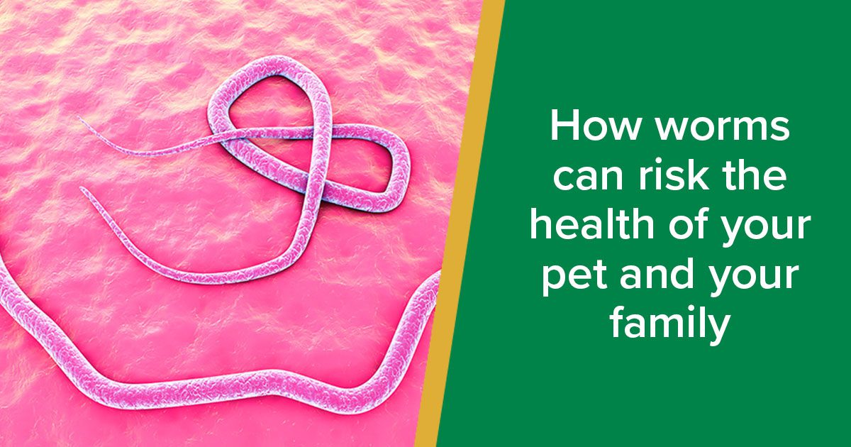 How Worms Can Risk the Health of Your Pet and Your Family