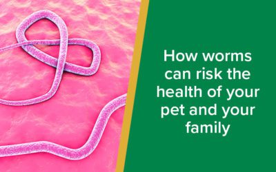 How Worms Can Risk the Health of Your Pet and Your Family