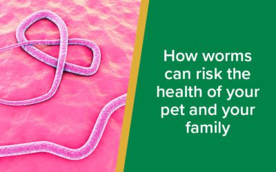 How worms can risk the health of your pet and your family-WordPress