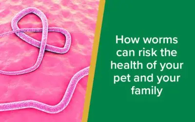 How worms can risk the health of your pet and your family-WordPress