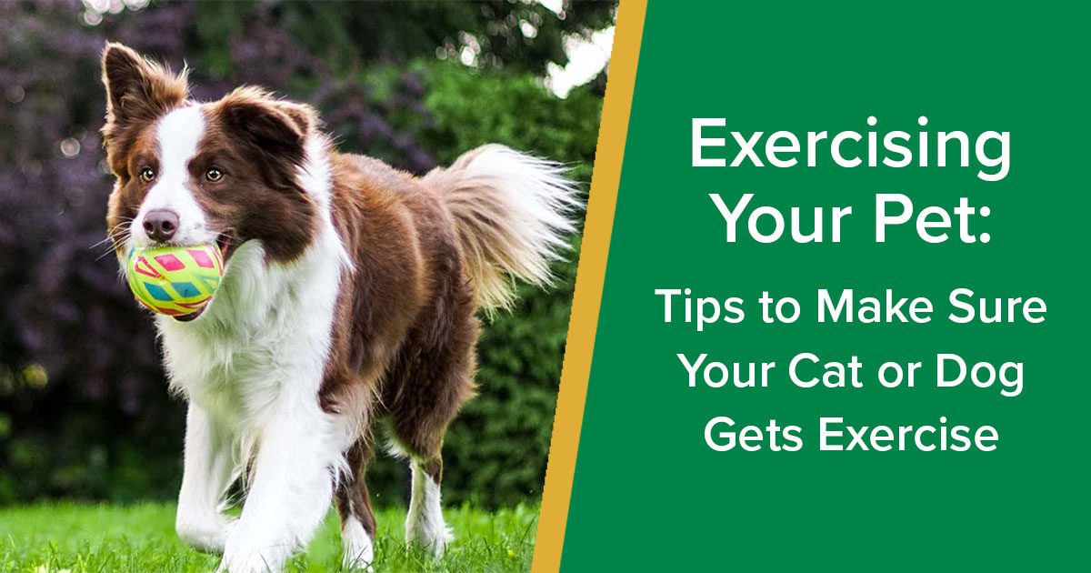 Exercising Your Pet Tips to Make Sure Your Cat or Dog Gets Exercise