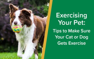 Exercising Your Pet: Tips to Make Sure Your Cat or Dog Gets Exercise