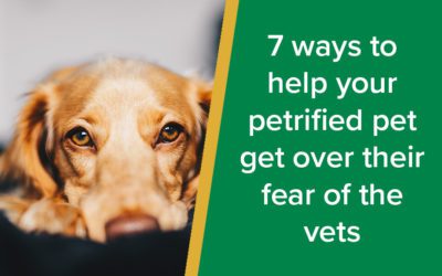 7 ways to help your petrified pet get over their fear of the vets