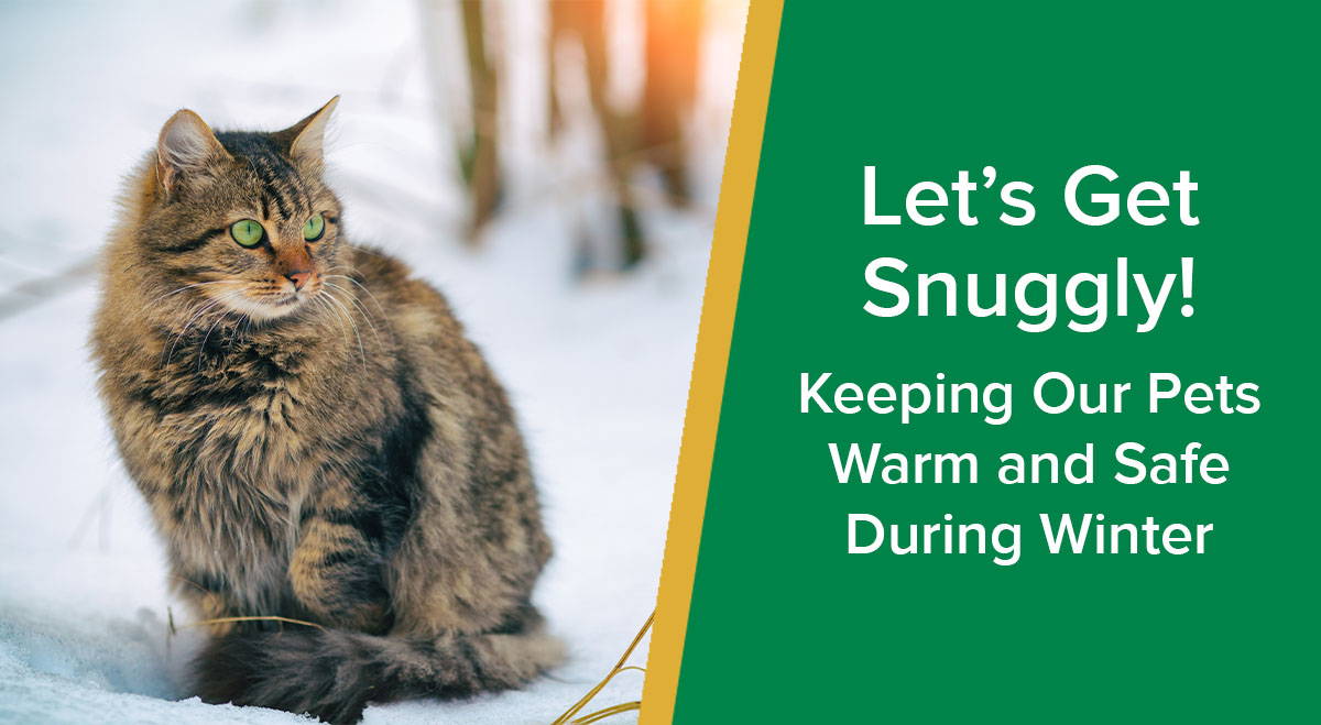 Let’s Get Snuggly! Keeping Our Pets Warm and Safe During Winter