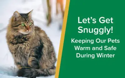 keeping-pets-warm-during-winter-parkside-vets-wp